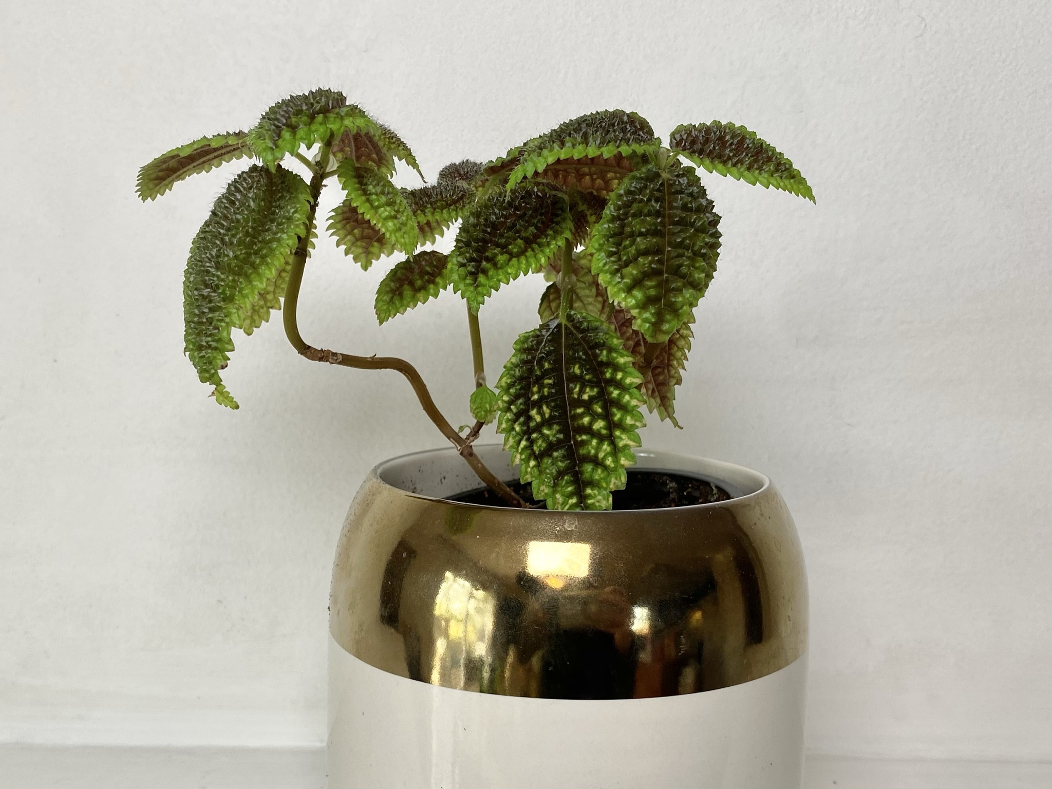 Moon valley friend plant in gold and white pot against white background