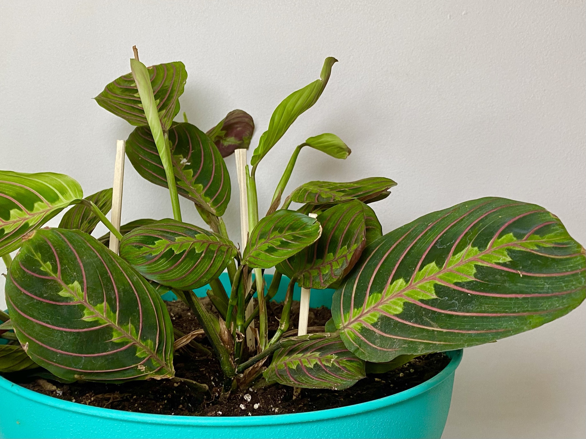 Closeup of prayer plant in teal pot against white background