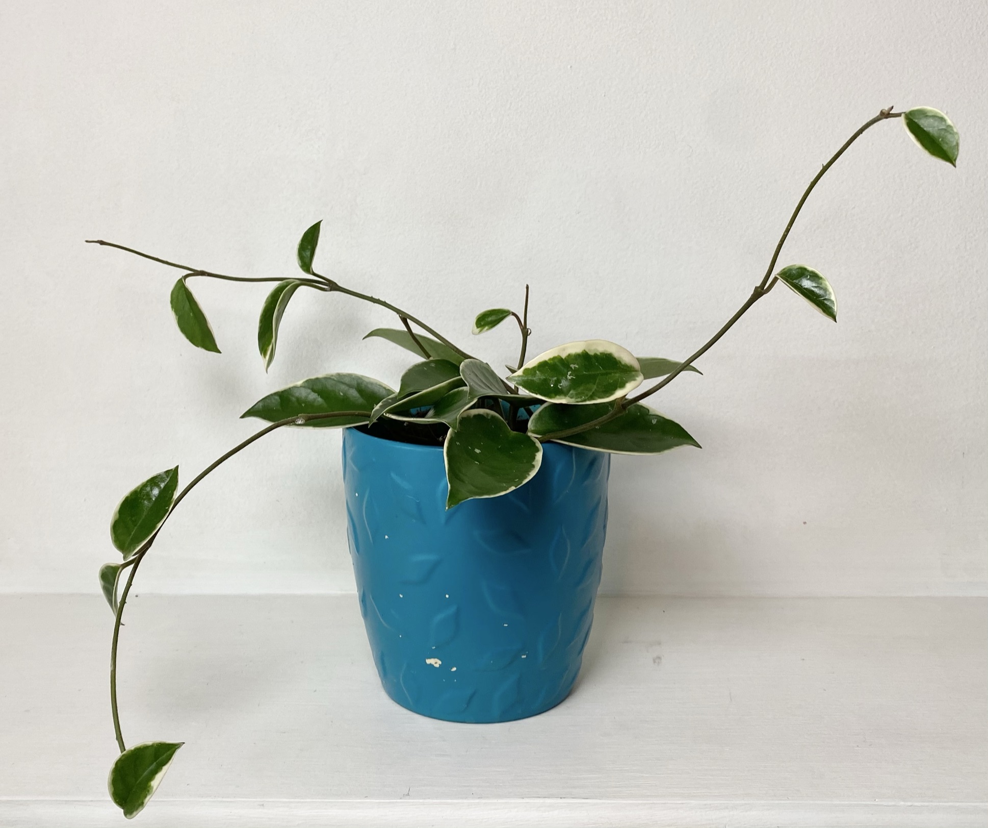 Hoya crimson queen in teal planter against white background