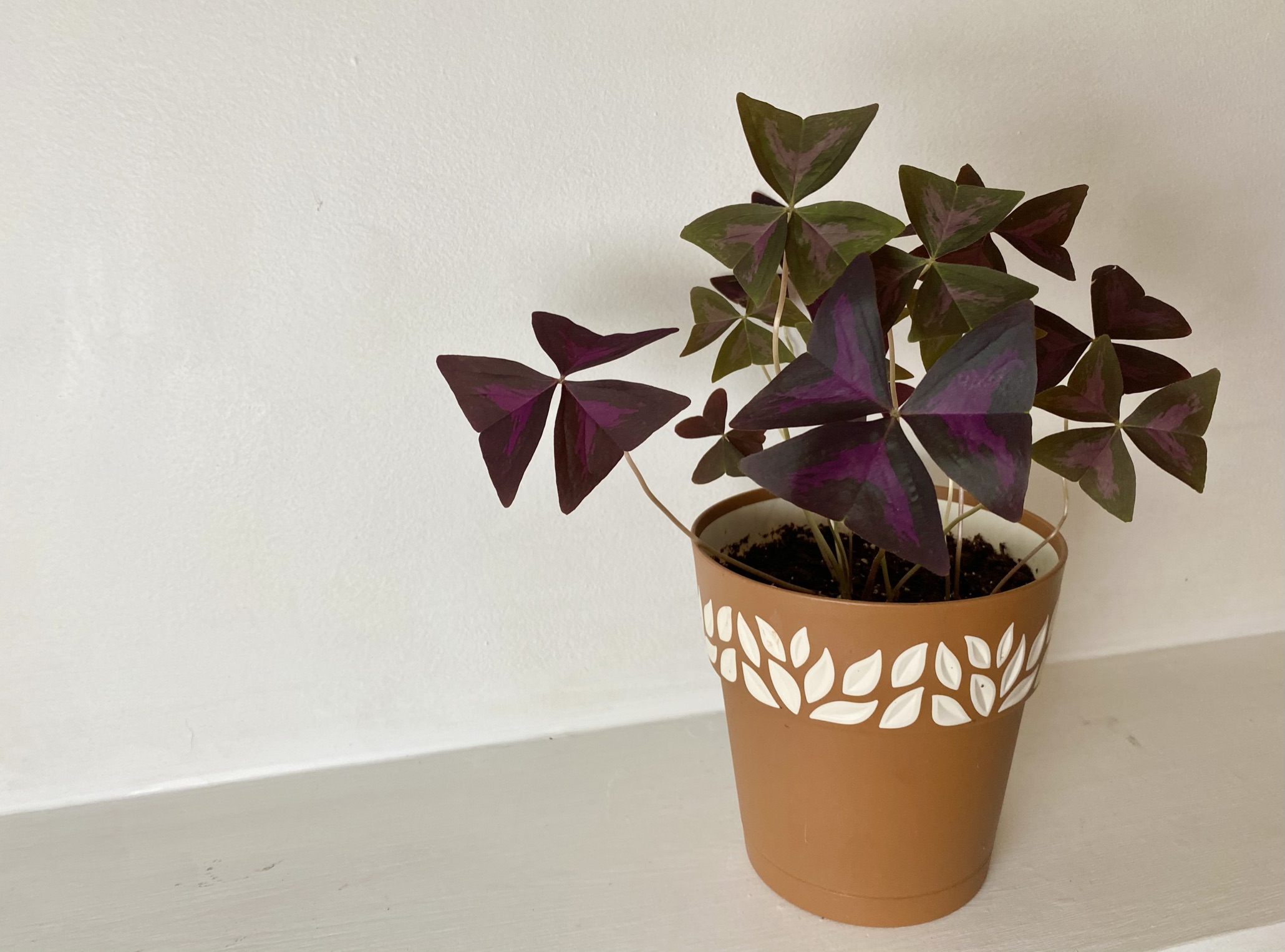 Purple oxalis plant in tan pot off-centered against white background