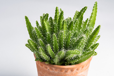 bright green fairy castle cactus in terracotta