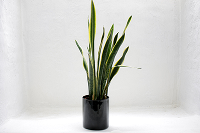 Tall green and yellow snake plant in black pot