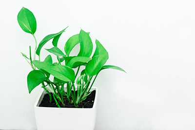 All green pothos in white pot off-centered