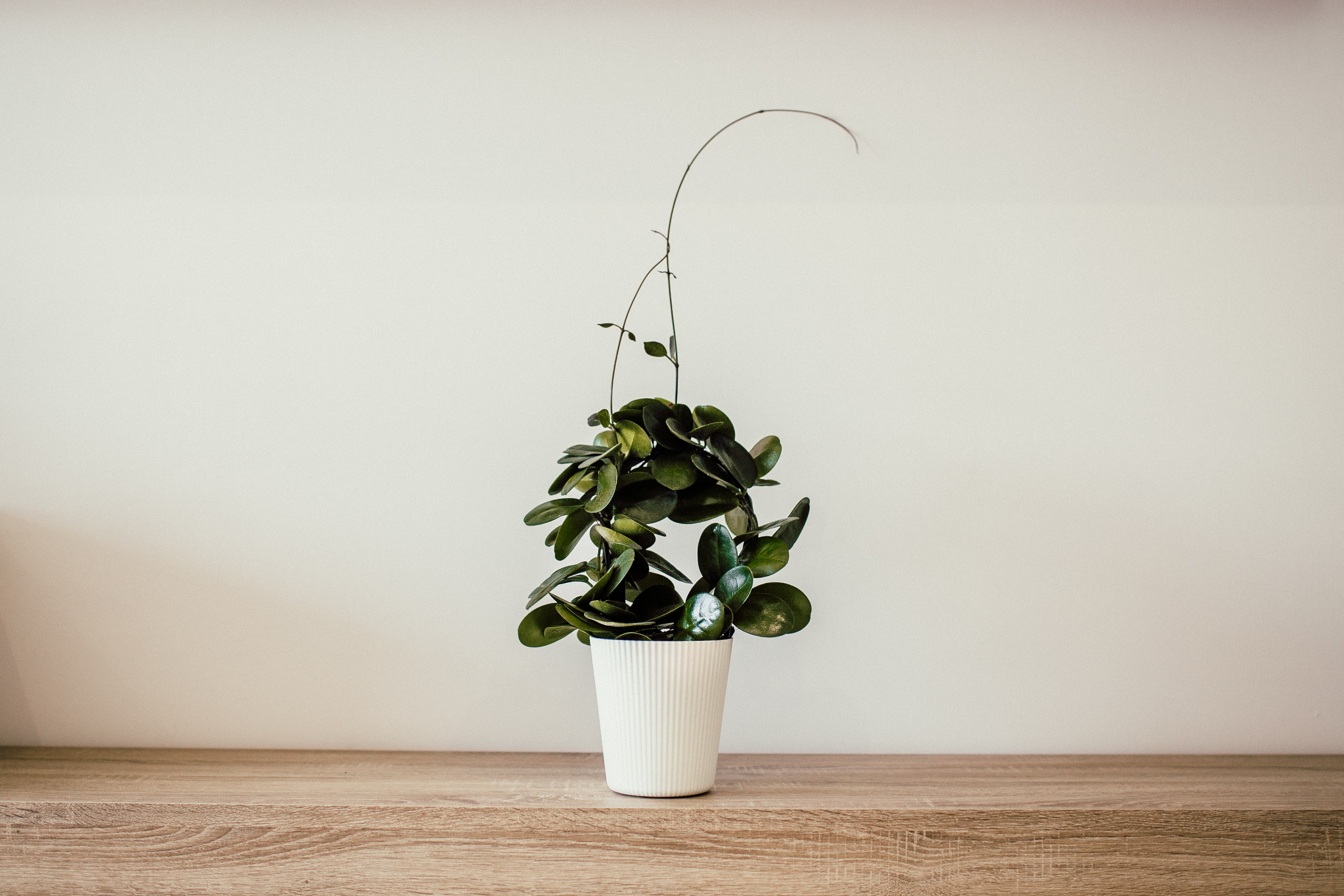 Hoya Australis plant in white pot with vines coming out top