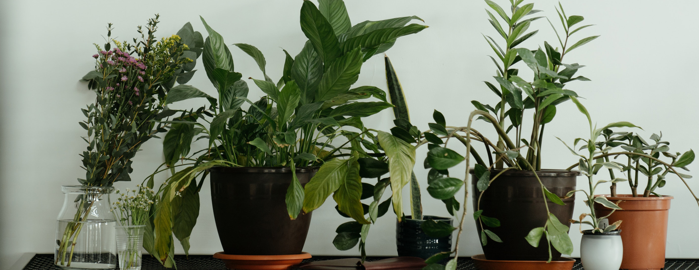 Seven assorted plants lined up against white backgrop