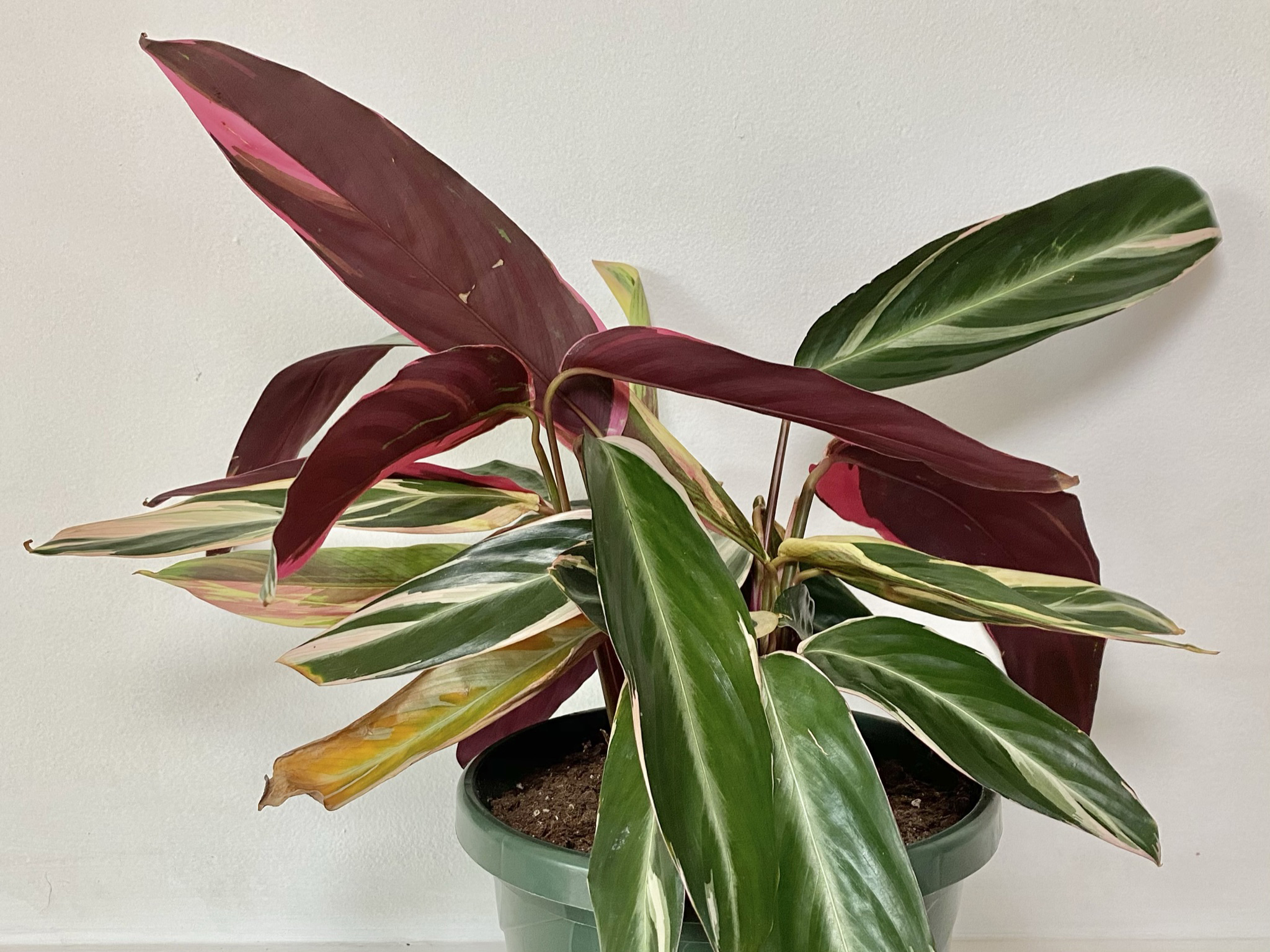 Calathea triostar plant in green pot against white background